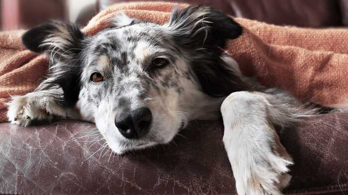 elderly dog elderly dog