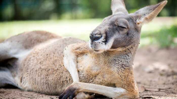 Kangaroo