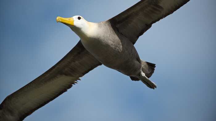 Albatross