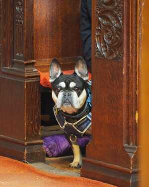 Cute dog in a pew at St George's Church, Stockport