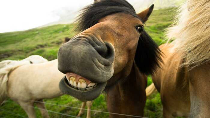 Happy horse