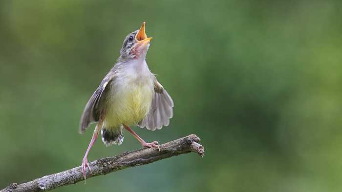 Singing bird on a tree branch